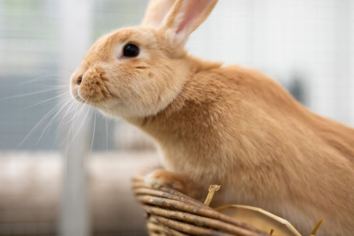Kaniner er fantastiske kæledyr, der fortjener de rette vilkår at leve under. Desværre lever mange kaniner i dag under forkerte forhold, og af den grund kommer de naturligvis ikke til deres fulde ret. Foto: Dyrenes Beskyttelse. Til fri afbenyttelse.