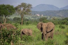 Massivt krybskytteri har udryddet 90 procent af bestanden af elefanter i vildtreservatet Selous på blot 40 år. I 1976 var der 110.000 elefanter i Selous – i dag er der kun 15.000 tilbage. Foto: Rob Beechey /WWF