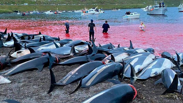 "Det er et bluffnummer, når den færøske regering forsøger, at få kvoter på delfindrab til at se ud som et fremskridt. Tallene viser, at det  tværtimod er et alvorligt tilbageskridt, siger Gitte Buchhave, direktør i World Animal Protection DK.