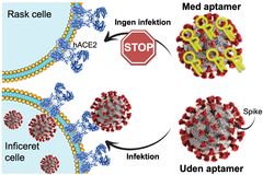 Spike-proteinet på overfladen af SARS-CoV-2 virus (markeret med rød) genkender ACE2-proteinet (markeret med blå) som sidder på ydersiden af cellerne i svælget og lungerne. På denne måde fungerer Spike-proteinet som en nøgle, der gør det muligt for virus at invadere cellen og brugens dens maskineri til at reproducere sig selv. Den nyudviklede RNA aptamer (markeret med gul) binder meget kraftigt til Spike-proteinet og blokerer derved dets evne til at genkende ACE2 og inficere nye celler. Grafik: Julián Valero, AU