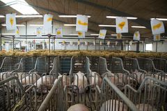 Fødevarestyrelsens dyrevelfærdskontrol viste, at 43 pct. af de hidtidige kontrollerede svineproducenter ikke overholdte reglerne i 2017. Foto: Dyrenes Beskyttelse