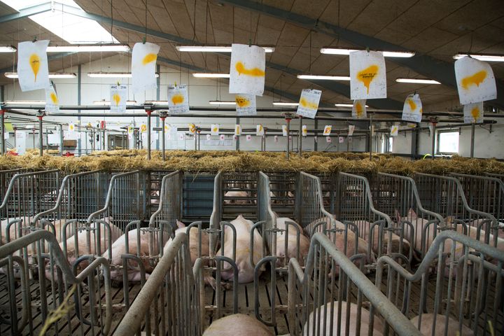 Fødevarestyrelsens dyrevelfærdskontrol viste, at 43 pct. af de hidtidige kontrollerede svineproducenter ikke overholdte reglerne i 2017. Foto: Dyrenes Beskyttelse