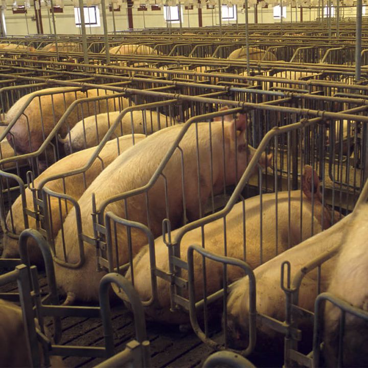 Danmarks enorme svinebesætninger er en potentiel sundhedfare, der kan starte den næste pandemi, siger fremtrædende forskere. Foto: World Animal Protection