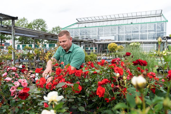 En ny overdækket planteskole på 2200 kvadratmeter skal give plads til flere haveplanter i Plantorama i Randers. Foto: PR.