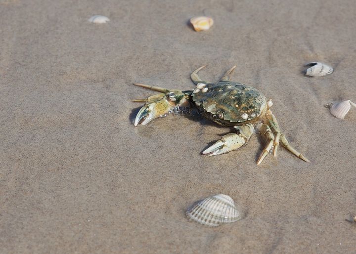Blandt mange danske familier er det en fast sommeraktivitet at fange krabber i vandkanten. Foto: Pixabay. Til fri afbenyttelse.