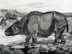 Den næsehornslignende Toxodon-platensis i Sydamerika, som blev opdaget af Charles Darwin, var så evolutionært distinkt, at det tog videnskabsmænd over hundrede år at finde ud af, hvordan toxodoner var relateret til andre pattedyr. Vi ved nu, at de var en del af en gammel pattedyrslægtning, som uddøde efter istiden, hvorved en unik gren fra pattedyrenes livstræ, der skød frem i dinosaurernes tid, blev hugget af.
Illustration: Bruce Horsfall, 1913. Macmillan, New York. Via Wikimedia Commons