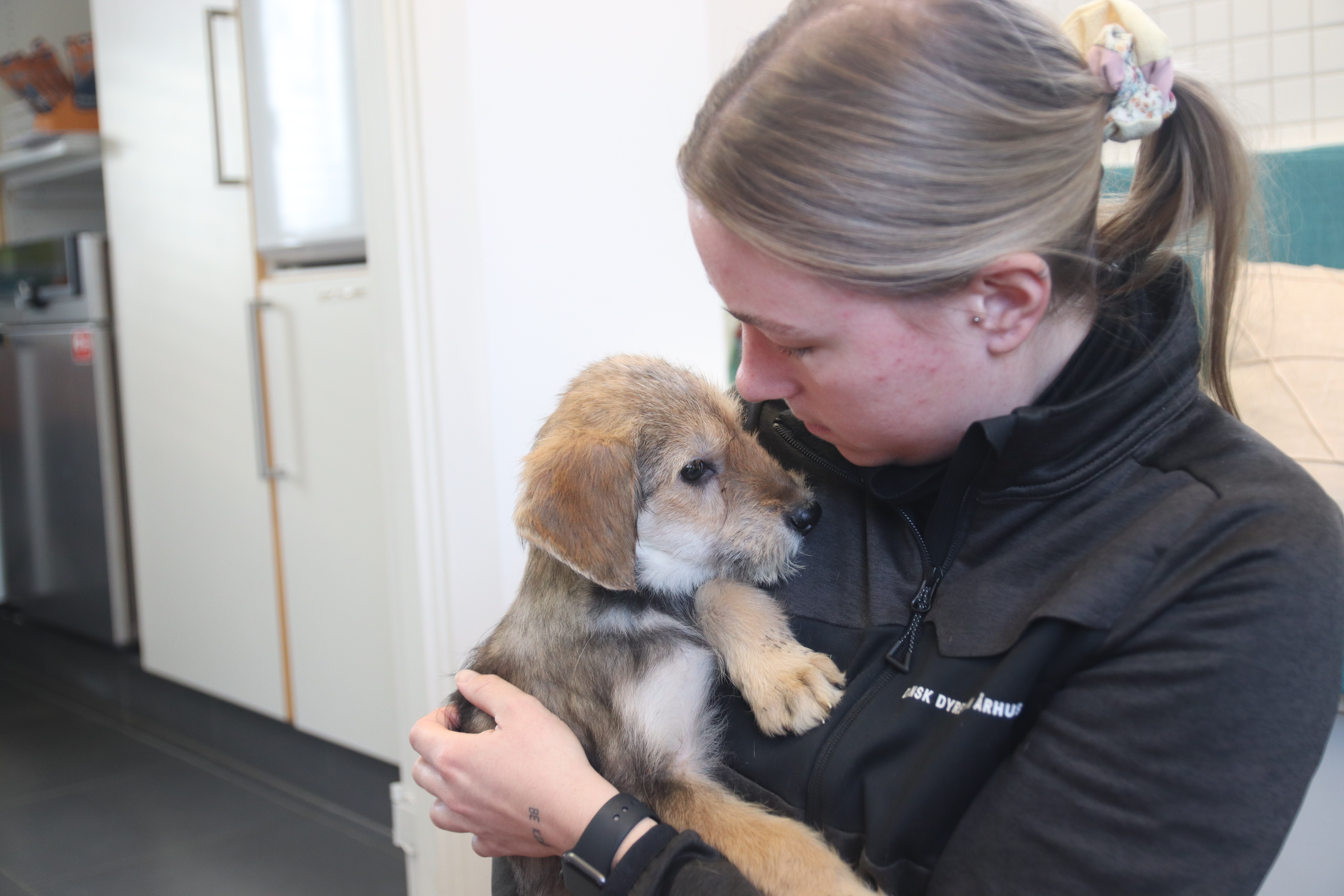 Brandmand farvel Encyclopedia 19 underernærede hunde indleveret til Århus Internat | Dyrenes Beskyttelse