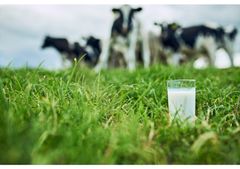 Næsten halvdelen af alle danskere savner et glas frisk, dansk mælk, når de er på ferie. Foto: Mejeriforeningen