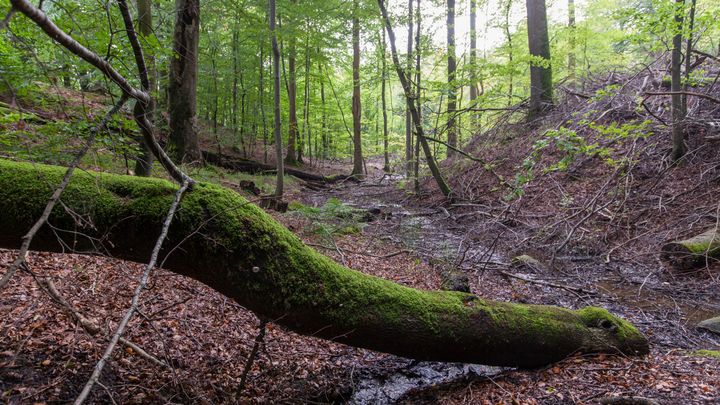 Å skærer sig gennem landskabet i urørt skov ved Gråsten. Foto: Per Fløng