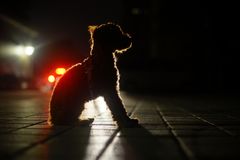I november måned bliver det allerede mørkt ved 17-tiden, og der går ikke lang tid, så er det også mørkt om morgenen. Det betyder at mange hundeejer må lufte deres hund i mørke. Rådet lyder derfor: Husk reflekser eller lys på din hund! Foto: til fri afbenyttelse.