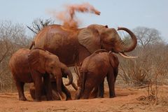 Det er elefanter som dem her i Tanzania, den namibiske regering har indfanget, og nu eksporterer til zoologiske haver i blandt andet oliestaten Forenede Arabiske Emirater. Foto: World Animal Protection.