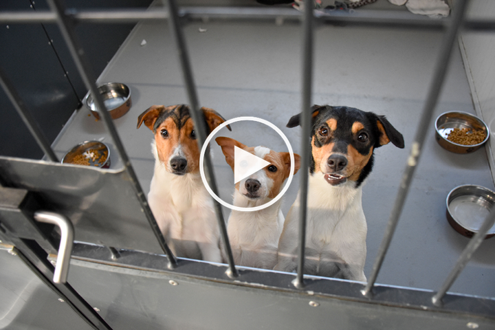 En flok på 16 hunde er blevet indleveret til Dyrenes Beskyttelse. Hundene kommer fra et hjem, hvor opgaven med mange hunde blev for omfattende for de tidligere ejere. Video kan downloades her: https://www.skyfish.com/sh/1e476a9b1d54f090534766d2cbfa6ca849c29da3/1ae80396/2168629