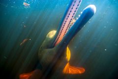 Bestanden af den lyserøde floddelfin er faldet med 65 pct. fra 1994 til 2016 i den brasilianske delstat Amazonas   © naturepl.com  / Doc White / WWF