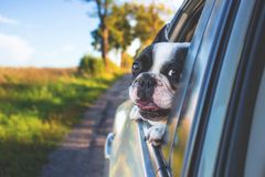 GF Forsikring opfordrer til, at man spænder sit kæledyr fast under kørsel. Selv en lille hund på to kilo kan ramme en medpassager med en kraft på 50 kg ved 50 km/t. Foto: Pixabay