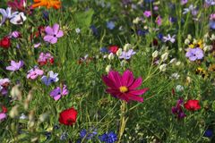 En allé i haven, hvor der sås blandede blomsterfrø, kan lokke insekter til haven, der kan hjælpe i kampen mod bladlus. Foto: PR.