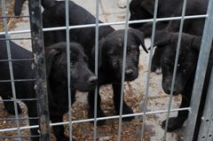 På ejendommen i Vestsjælland var der 18 vanrøgtede hunde, som blandt andet havde skab, orm og andet utøj. Mange af dem blev overdraget til Dyrenes Beskyttelse