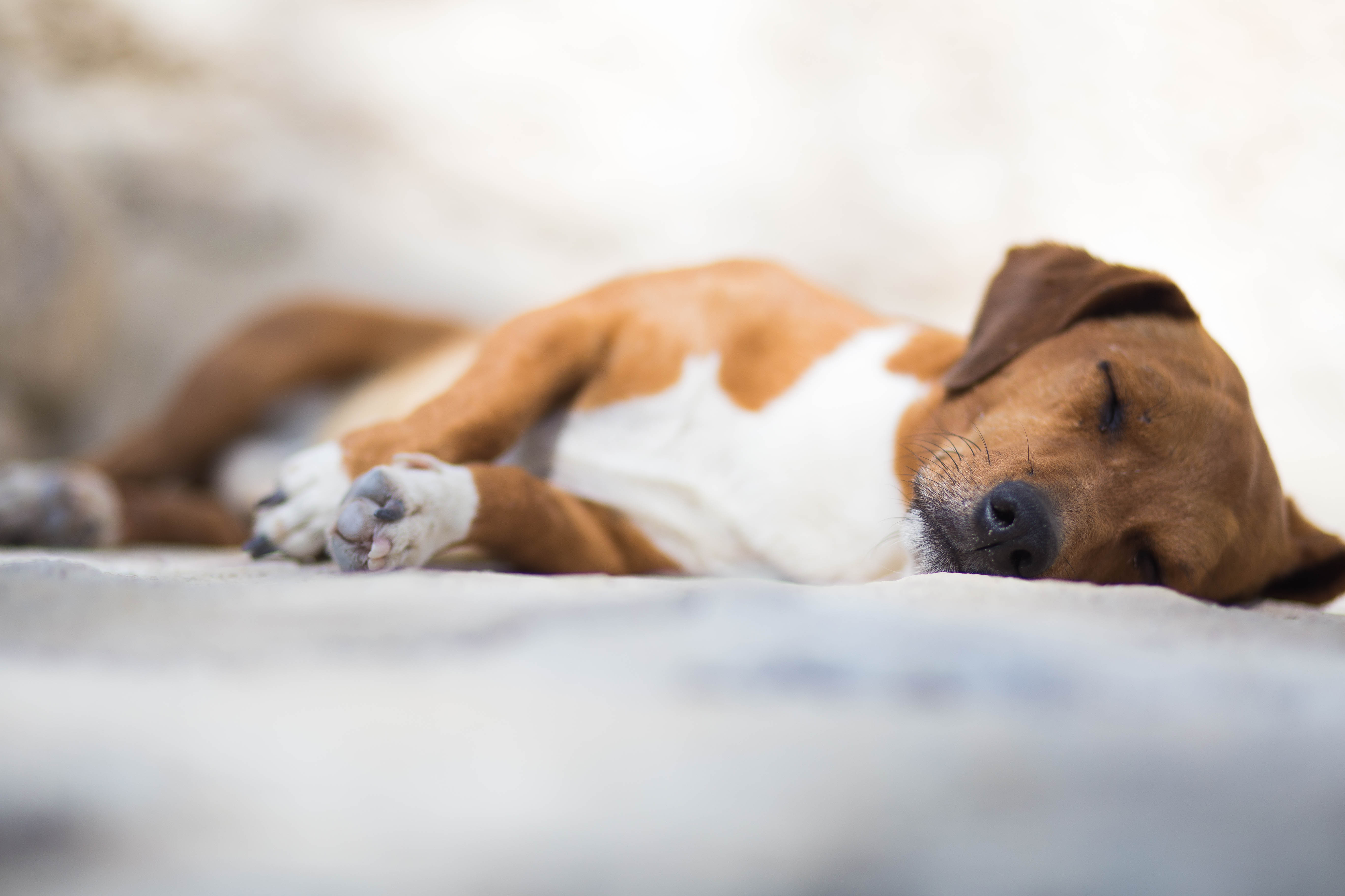 Søvnen er vigtig for hundens velbefindende Agria Dyreforsikring