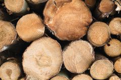 Superwood har udviklet en teknologi til gennemimprægnering af træ, der er et bæredygtigt alternativt til traditionel vacuum- og trykimprægnering af træ. Selv kalder virksomheden det ’Verdens bedste bræt’. Foto: Superwood