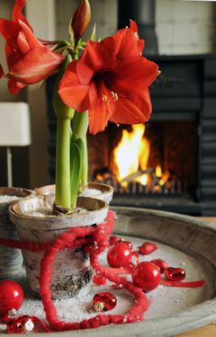 Foto: Floradania. Amaryllis Red.
