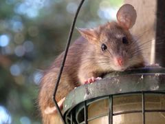Ifølge Brian Ebling fra Norva24 skyldes 95 procent af tilfældene med rotteangreb, at der er hul i kloakrør – og derfor vil en fælde ikke altid hjælpe. Foto: PR.