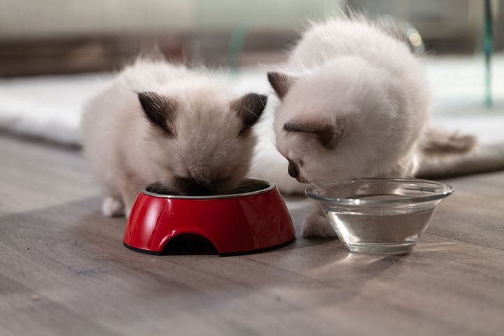 TWO SACRED BIRMAN KITTENS EATING DRINKING Med Res Basic. Billedkilde: Royal Canin