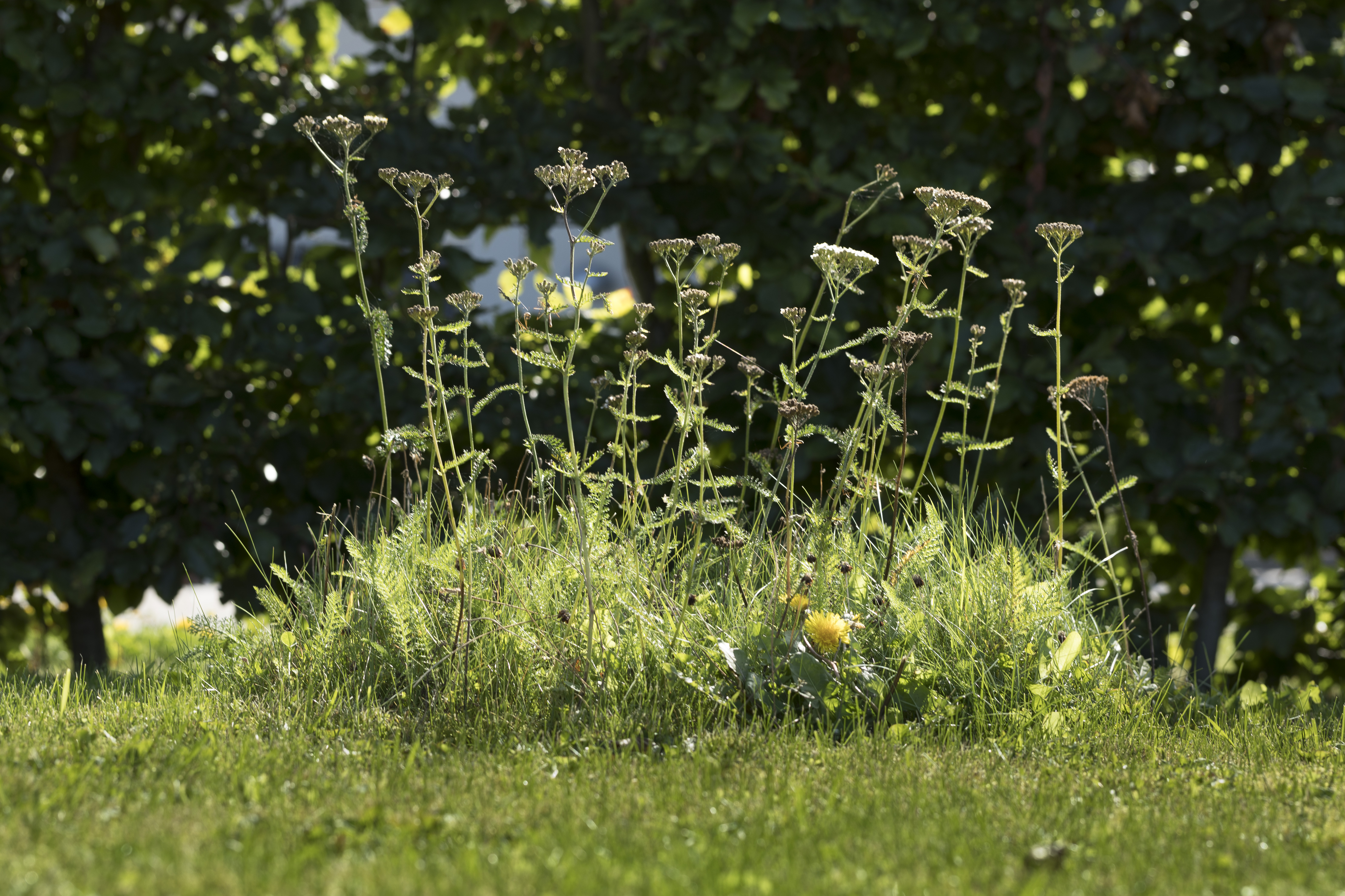 yderligere tjener stakåndet Danske haveejere er blevet dus med den vilde natur | Haveselskabet