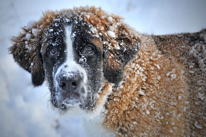 morgener i februar: Hjælp hunden gennem vinteren |