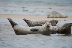 Sæler kan ikke være i vandet hele tiden, men har også brug for at hvile sig engang imellem. Derfor kan man se dem ligge på en sten eller i sandet. Foto: Dyrenes Beskyttelse.
