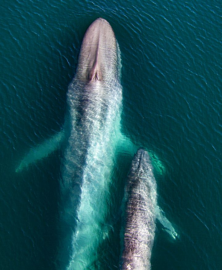 A blue whale mother and her calf, taken in the Sea of Cortez. ©Our Planet;Oliver Scholey;Hector Skevington-Postles;Silverback Films;Netflix