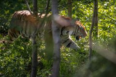 Tigerskoven i Knuthenborg Safaripark er netop blevet indviet, og giver med sine 6000 m2 parkens fem tigre masser af plads at boltre sig på.  Foto: Asger Thielsen
