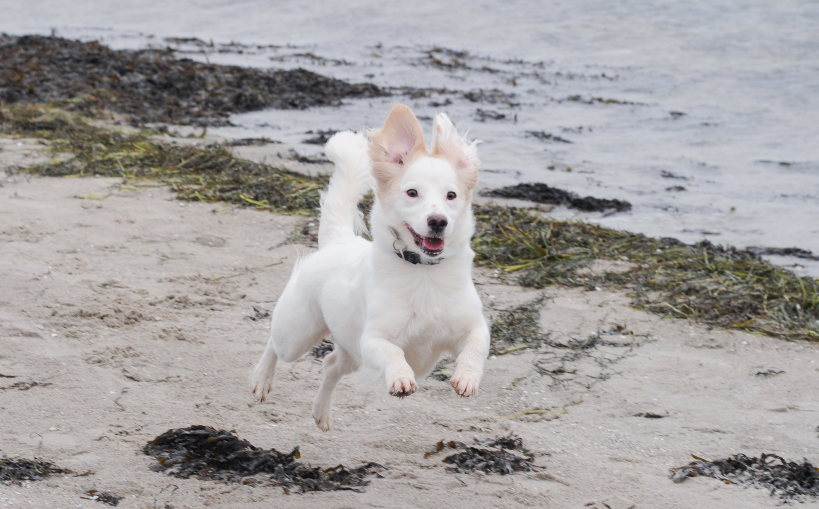 1. skal strandhunden i snor Dyrenes Beskyttelse