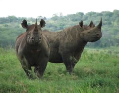 For tredje år i træk falder antallet af dræbte næsehorn i Sydafrika. Foto: Chris Kelly