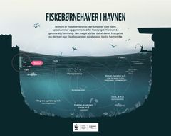 Grafik af livet under vandet i Københavns Havn inkl. Biohut. Grafik af: WWF Verdensnaturfonden