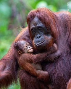 En hun-orangutang fra Borneo kigger på sin baby med et ansigt fuldt af ømhed. Et udtryk vi udemærket kender fra vores egen art, og det er ikke tilfældigt. Aber og menneskeaber har næsten lige så mange ansigtsudtryk til at vise deres følelser med, som vi har, og mange af deres udtryk ligner vores. Orangutang-hunnen er den mest tålmodige og kærlige mor, man kan forestille sig. De første ni måneders tid af en babys liv, er den i konstant fysisk kontakt med moren, og moren investerer omkring syv år på at forberede sin unge på livet i regnskoven.  

Fotograf Mogens Trolle er uddannet zoolog og ansat på Statens Naturhistoriske Museum som formidlingsmedarbejder. Han brugte en uge i Borneos saunavarme og -fugtige regnskov på at fotografere orangutangen i regntiden, hvor nedbøren faldt tungt flere gange om dagen.

10 af Mogens' mest udtryksfulde portrætbilleder af aber er en del af udstillingen Aber - vores vilde familie.