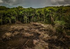 Foto af: Luis Barreto / WWF