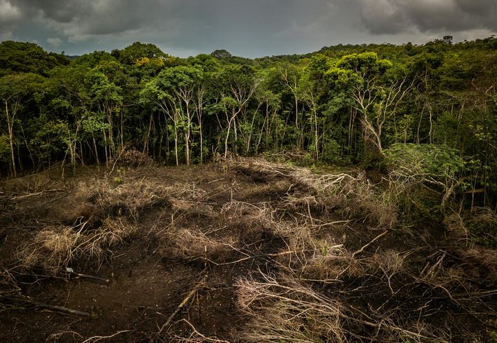 Foto af: Luis Barreto / WWF