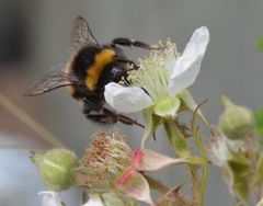 Der er masser af ting, du selv kan gøre for at tiltrække bier, biller og sommerfugle i din have. Foto: Dyrenes Beskyttelse