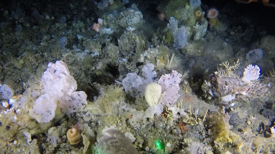 Coral and sponge garden 550m, VME habitat in West Greenland, deep-sea benthic video sled image