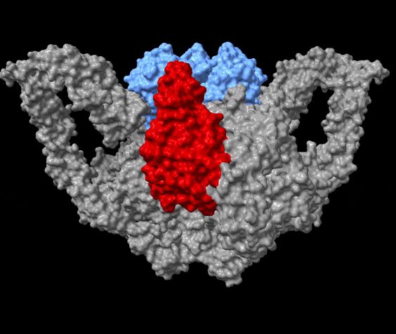 Tredimensionel struktur af enzymet kaldet PAPP-A
