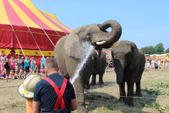 Cirkus Arenas elefanter, Lara, Djungla og Jenny. Foto: Cirkus Arena