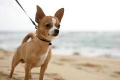 En ny undersøgelse fra Agria Dyreforsikring viser, at fire ud af ti hundeejere overvejer at tage hunden med på sommerferie. Det er en beslutning, der kræver forberedelse. Her er en samling af gode råd
Foto kan frit benyttes ved omtale af artiklen.