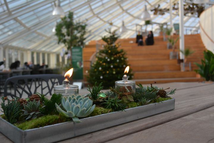 I Væksthusene kan man komme i ægte julestemning. Foto: Science Museerne, Aarhus Universitet
