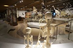 Evolutionshallen på Zoologisk Museum. Foto: Statens Naturhistoriske Museum.