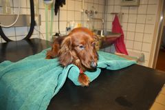 Dior - en af de 21 gravhunde, har været indlagt siden mandag. Han er netop blevet udskrevet og sendt i familiepleje.  Fotocredit: Dyreværnet