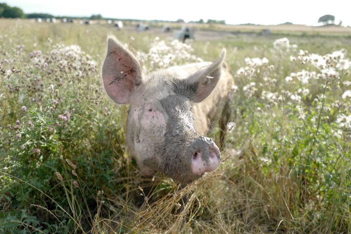Fritgående økologisk gris på Øko Vinfeldts marker i Ugerløse på Midtsjælland_Foto_Christian Andersen (Til fri afbenyttelse)