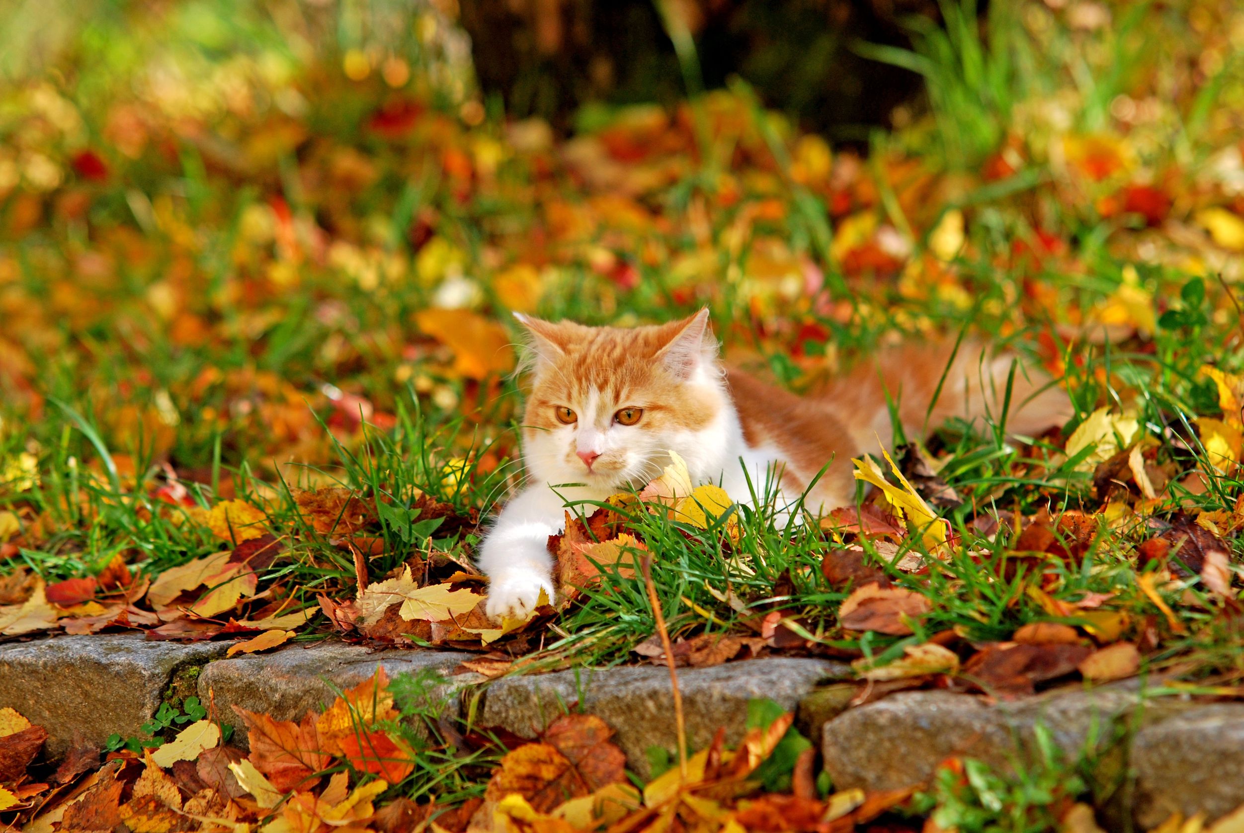 Dom Eastern hvis du kan Langtidsvirkende middel mod flåter og lopper til katte | MSD Animal Health