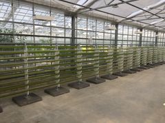 De første testmarker med alger, dyrket i rørformede poser udvikles på Teknologisk Institut i Taastrup.