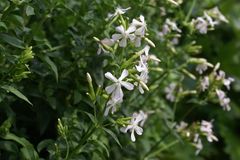 Mennesker har gennem historien dyrket planter til en lang række forskellige formål. Arkæobotanikere som Sabine Karg er specialister i at hente viden om oldtidens mennesker ud af de planterester, der dukker op i forbindelse med arkæologiske undersøgelser. Foto: ROMU