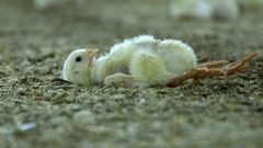 Død kylling, der ikke overlevede den intensive produktion i en kyllingefarm. (Foto: World Animal Protection Danmark)