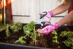 Planter som tomater, bønner, og majs, der kræver lidt mere varme, bør sættes til forspiring, inden de skal plantes ud i haven eller i drivhuset. Foto: PR.